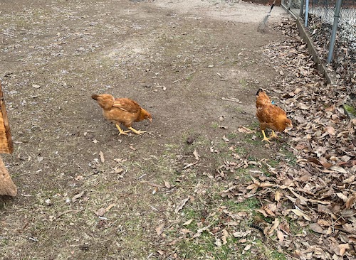 galiñas no patio