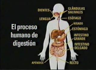 El proceso humano de la digestión