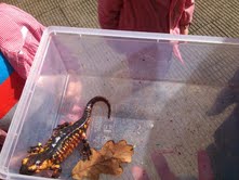 Píntega (salamandra)
