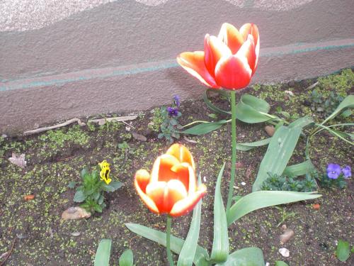 tulipáns