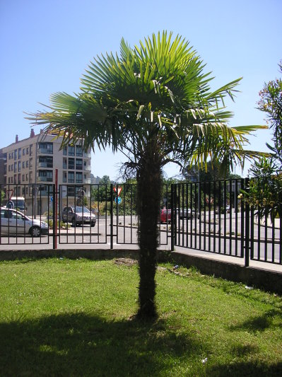 Palma excelsa (Trachycarpus fortunei)
