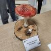 Exposición micolóxica