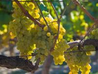 Análise da presenza de metais pesados en solos de viñedos e as posibles consecuencias na industria vitivinícola