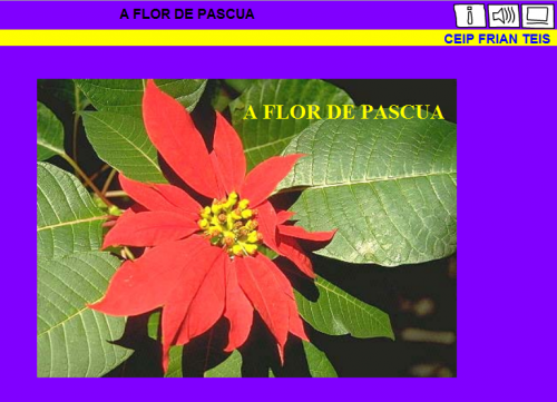lim flor de pascua