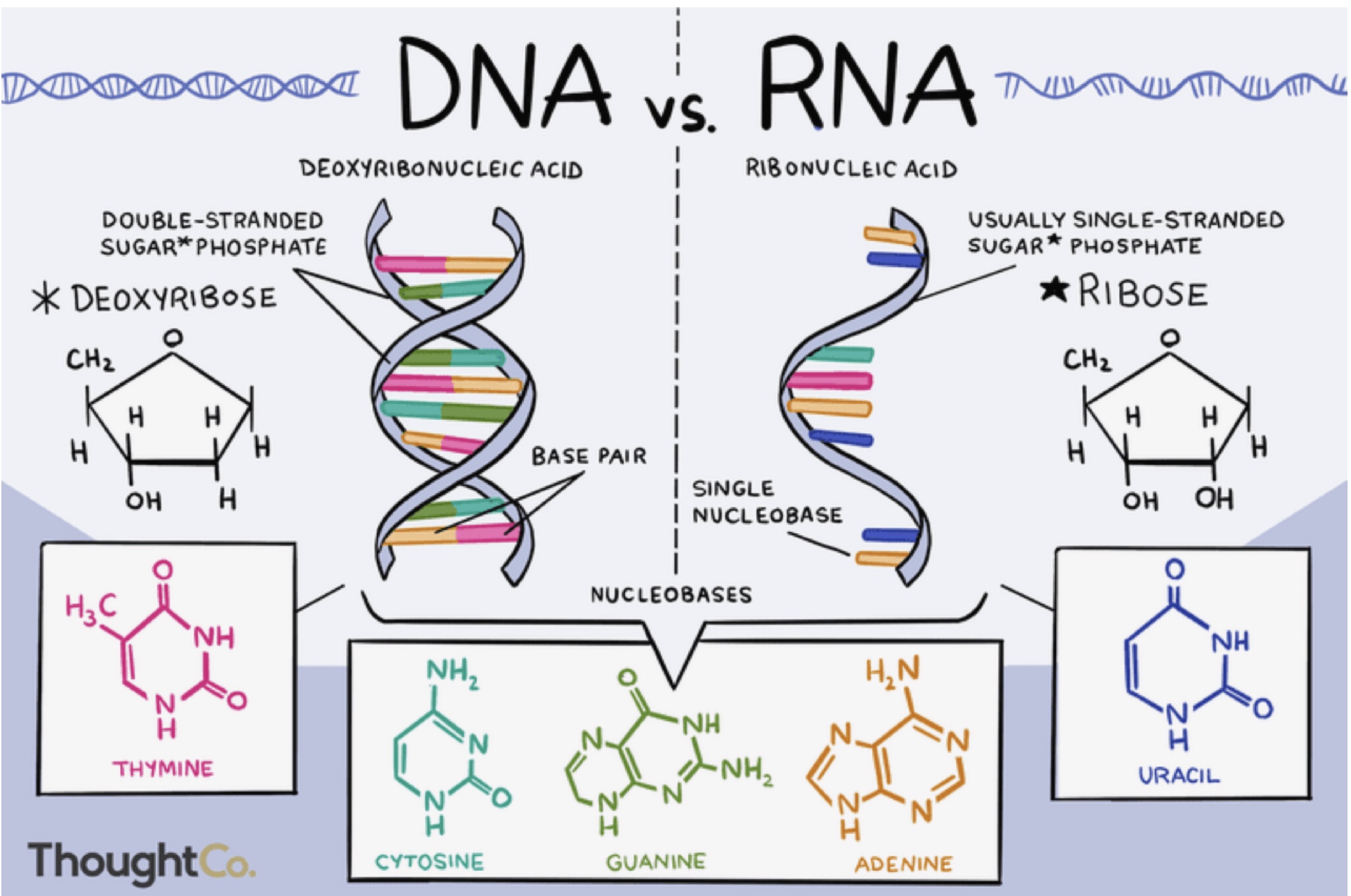 Установите соответствие между днк и рнк. Молекула ДНК. Нуклеиновые кислоты ДНК И РНК. DNA and RNA differences. Молекула РНК.