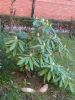 rododendro2--.jpg